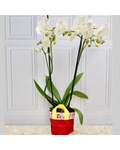 Orquídea Paris 